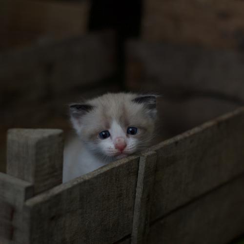 小さな箱の中からこちらを見つめるとても華奢な子猫の画像